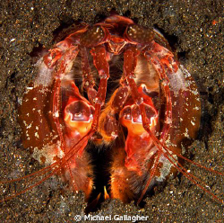 Aerial view of an orange spearing mantis shrimp, waiting ... by Michael Gallagher 